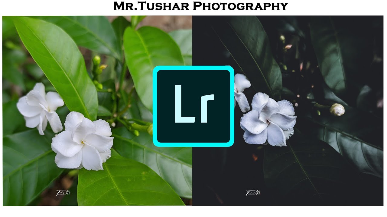 Moody Green Lightroom Preset|Green moody|Dark editing|Flower Editing 