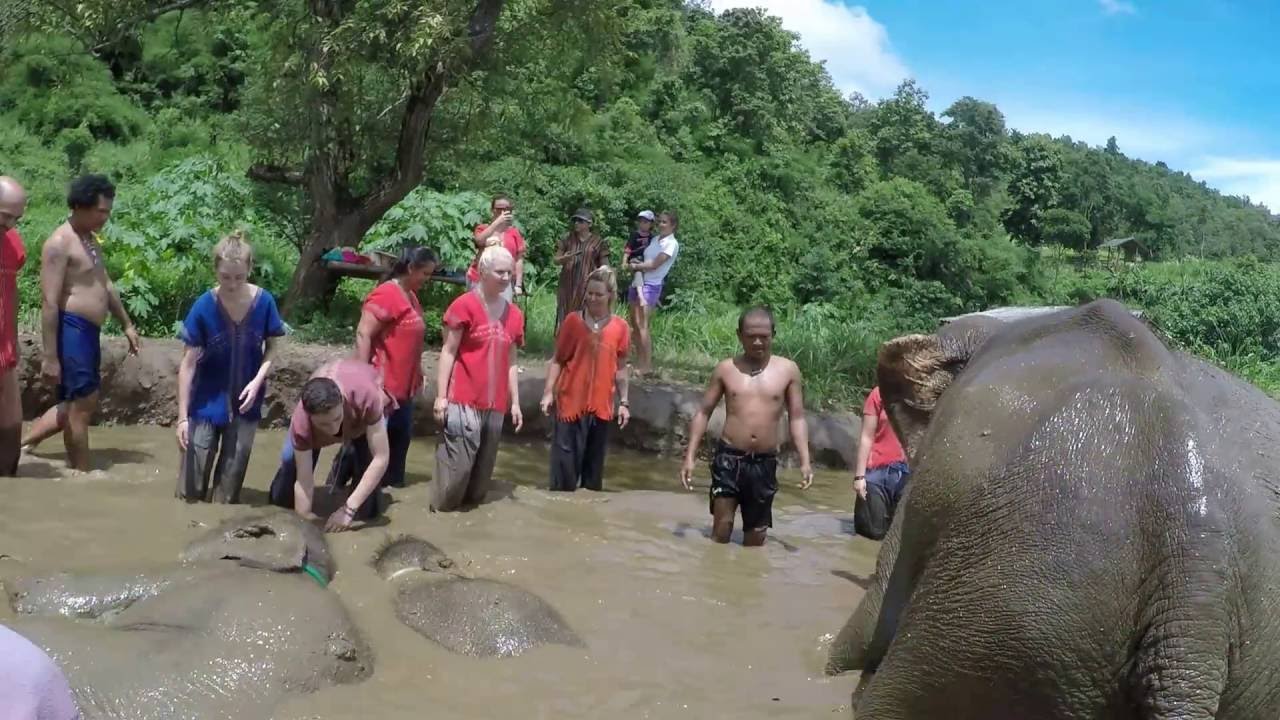 Mud bath with the elephant babies, Ran-Tong, Chiang Mai, Thailand - YouTube