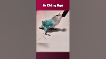 Đồ bắt chước 🦜 #takhongngu