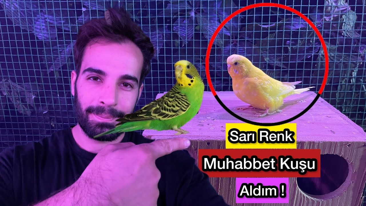 YENİ MUHABBET KUŞU ALDIM - SARI RENK !