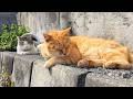 A Tourist Spot… with So Many Cats!? Visiting Enoshima’s Cat Island and Cat Cafe🐈