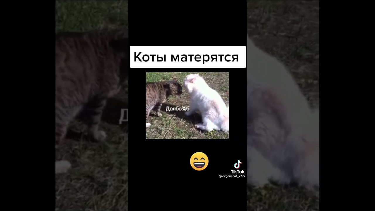 Видео матерится во время. Коты матерятся. Кот матюкается. Коты ругаются матом. Котик матюгается.