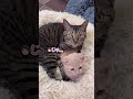 言葉を理解してるお喋り猫さん達にいっぱい話しかけてみたら…