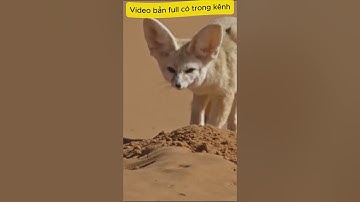 FENNEC FOX - Loài cáo nhỏ bé nhất sống tại sa mạc Sahara #fennecfox #animals #top10 #fact #wildlife