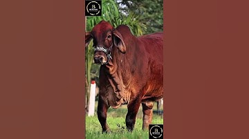 Sapi brahman #cow #sapi #sapimakan #sapipedaging #sapigemuk #sapilucu