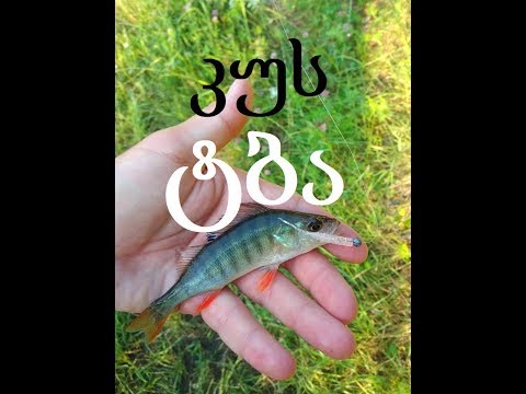 თევზაობა ახალი სატყუარებით კუზე Rapture