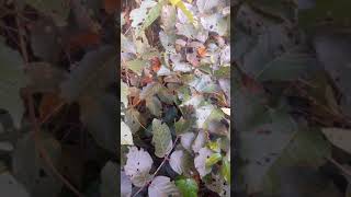 Uncaria tormentosa cats claw