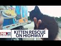 Kitten rescued from busy Florida highway by police officer