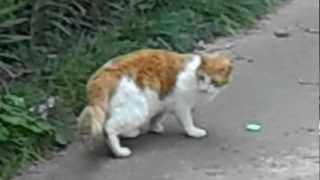 Shooting Cat With Nerf Gun