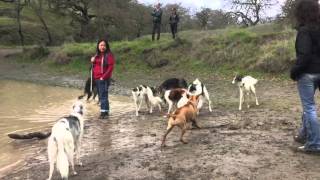 Hound Hike  7 Silken Windhounds and 1 Borzoi