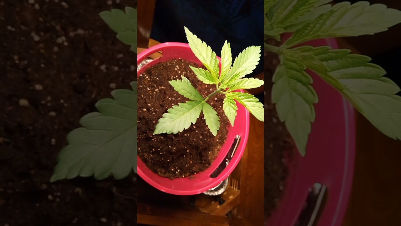 Beautiful girl (Weed Fans only )18 +