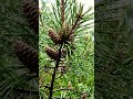 🌲 Rain Falling on Pine Trees | Peaceful Forest Nature Sounds