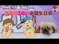 ぽるたさんの3歳をお祝いする配信【かずとみもがみ】