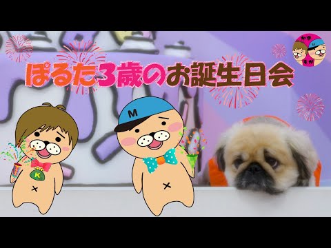 ぽるたさんの３歳をお祝いする配信【かずとみもがみ】