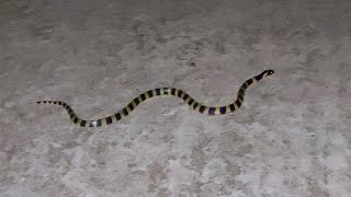 The Banded Krait  Bungarus Fasciatus Is A Highly Venomous Species Of Elapids Endemic To Asia.