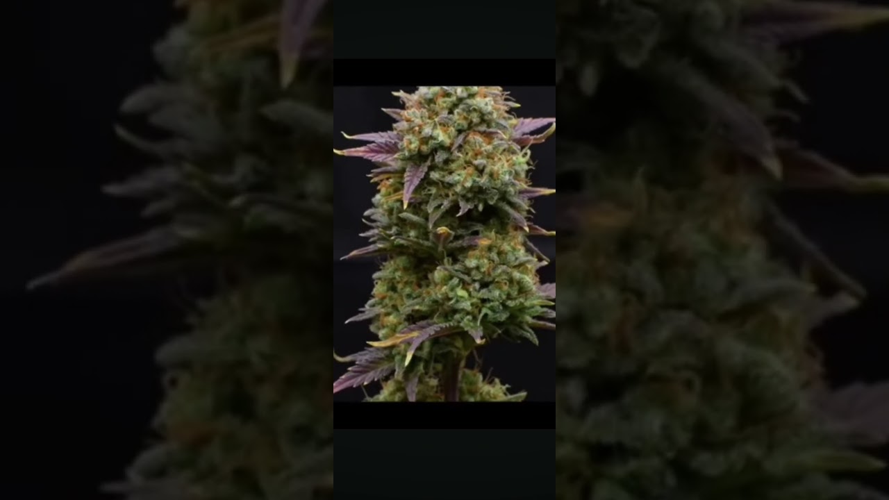 Strain: Jet Fuel ⛽Freshly trimmed and ready to hang✂️🌿Day 73 — dry and cure coming next 👀