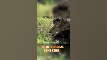 Thumbnail of Respect,🫡 #fypage #lionking #scarface