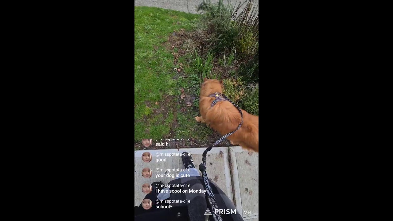 2 away from 1,000 subscribers  late walk for bam bam!!😄