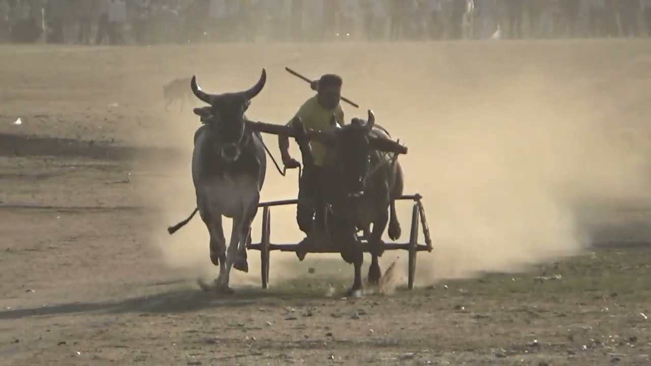लोहरा पट प्रतियोगिता 🔴 पहला दिन All Video | Bailgada Sharyat 🐂 Ox Race | Barghati Bhaiya