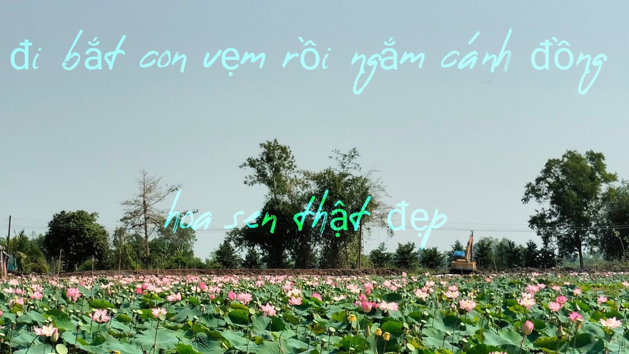 Bắt con vẹm trên cánh đồng khô nứt 