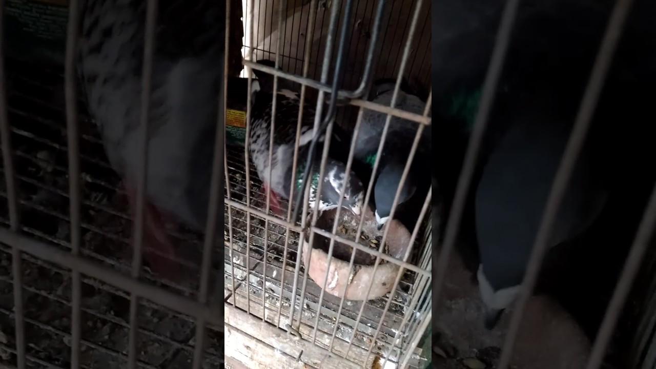 Tamang pagpapakain ng kalapati