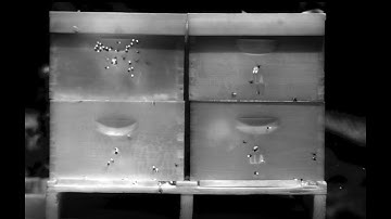 Vayu HD: Honeybees Imaged by High Definition Long-Wave Infrared Camera