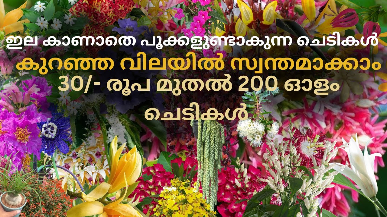 ഇല കാണാതെ പൂക്കളുണ്ടാകുന്ന 200 ഓളം ചെടികൾ 30/- രൂപ മുതൽ. #leafgarden #leafyplant #flowers #plants 