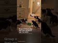 Group of kittens play their own version of 'spin the bottle'