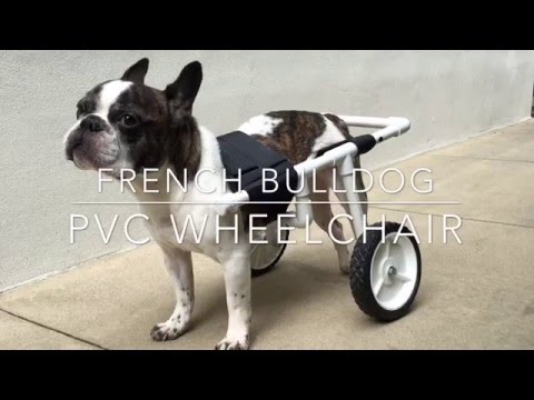 DIY French Bulldog PVC Dog Wheelchair