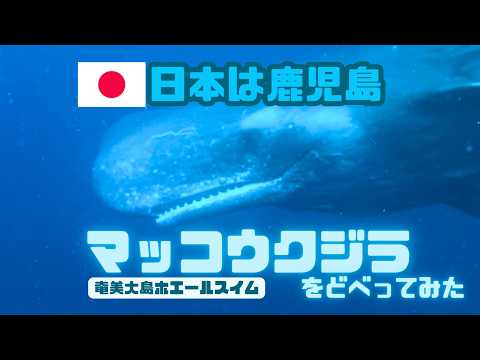 Solo Trip to Kagoshima] Swimming with Sperm Whales - YouTube