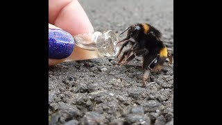 Saving a bee with sugar water screenshot 3