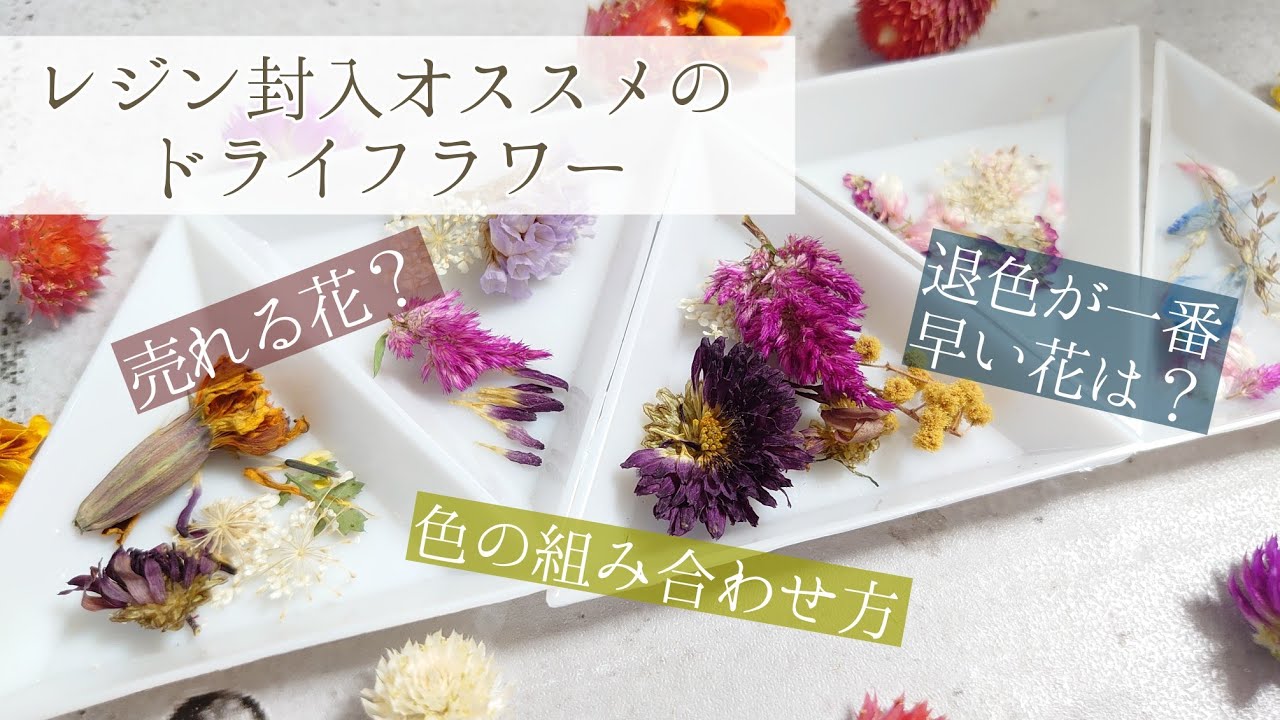 Resin レジン封入𓍯ドライフラワー退色具合や売れる花𓆸 色の組み合わせ方𓇢オススメの花紹介 Youtube