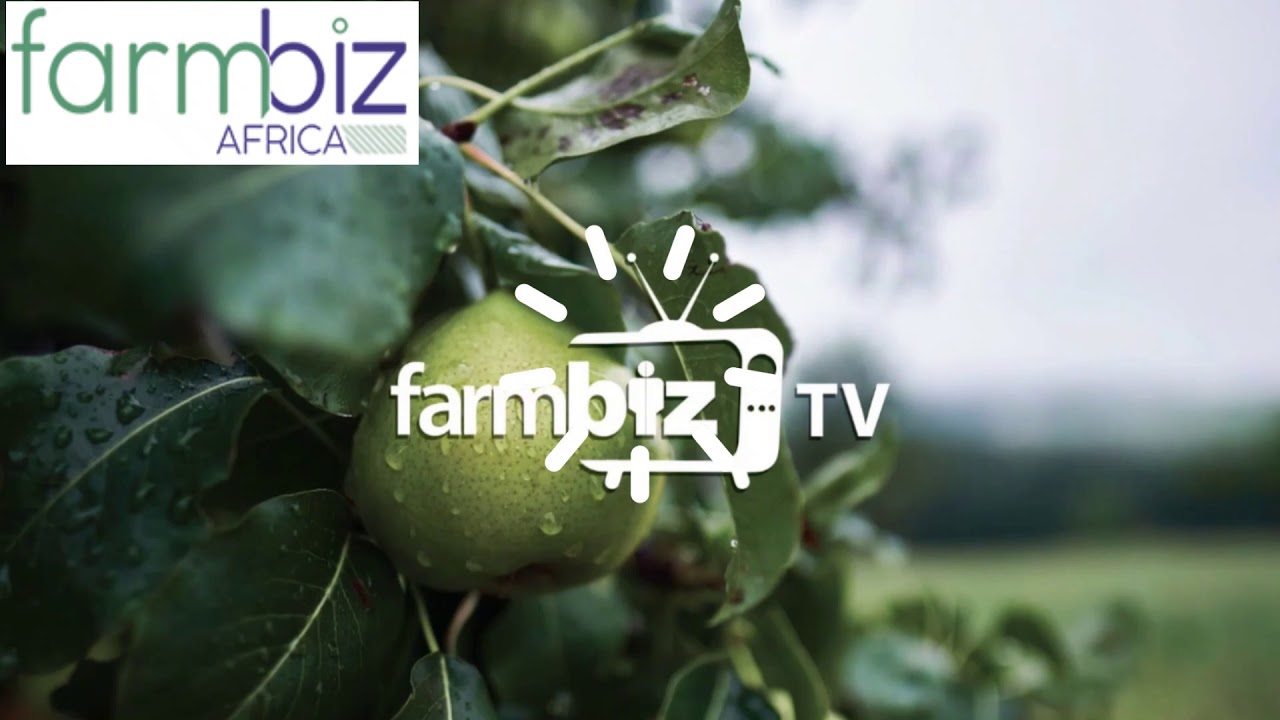 Kalro creates fast-maturing, drought-tolerant cassava, doubling arid yields