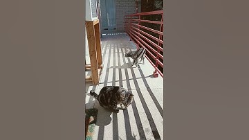 crazy grey cat #fypシ #fyp #cat #catnip #greycats #sunbathing