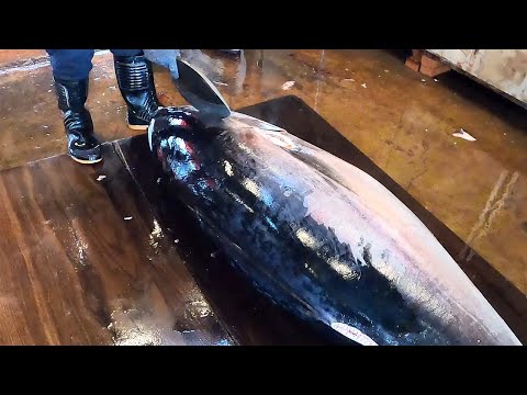 Amazing ! How to cut the Giant Bluefin Tuna skillfully with Sharp Knife - Taiwan 整尾巨大黑鮪魚快速切割技巧