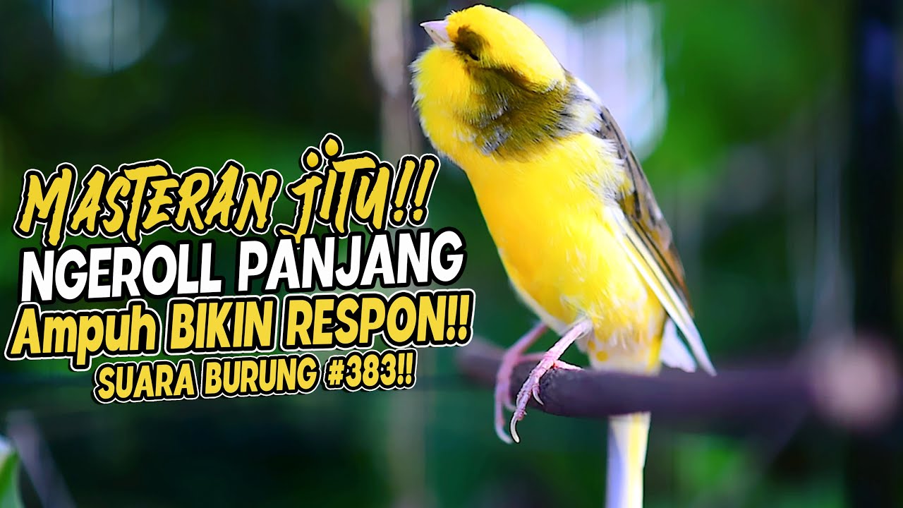 SUARA BURUNG |383| Kenari GACOR PANJANG INI Cocok untuk Masteran KENARI PAUD dan Kenari Macet BUNYI