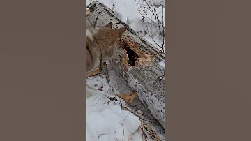 Охота на куницу