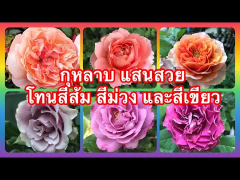 วีดีโอ: กุหลาบเขียวม่วง: รูปภาพและคำอธิบาย