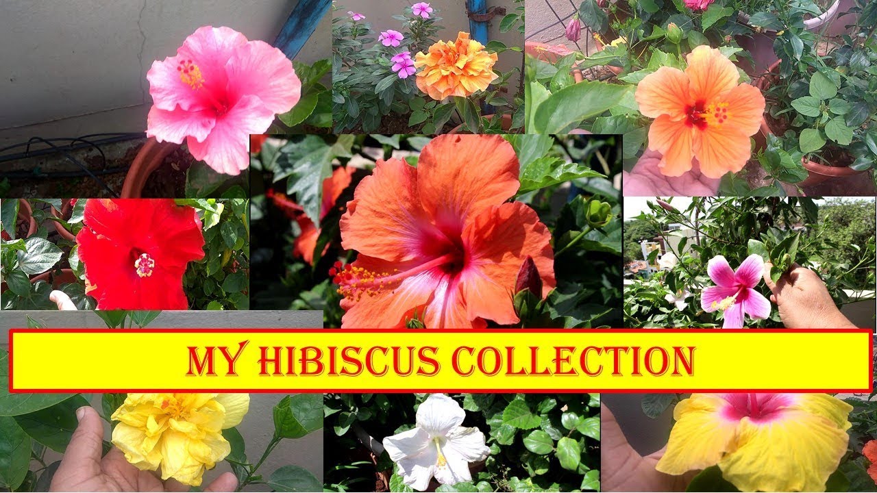 English Cc Tour To My Hibiscus Garden 12 Varieties Hibiscus Collection Overview Youtube