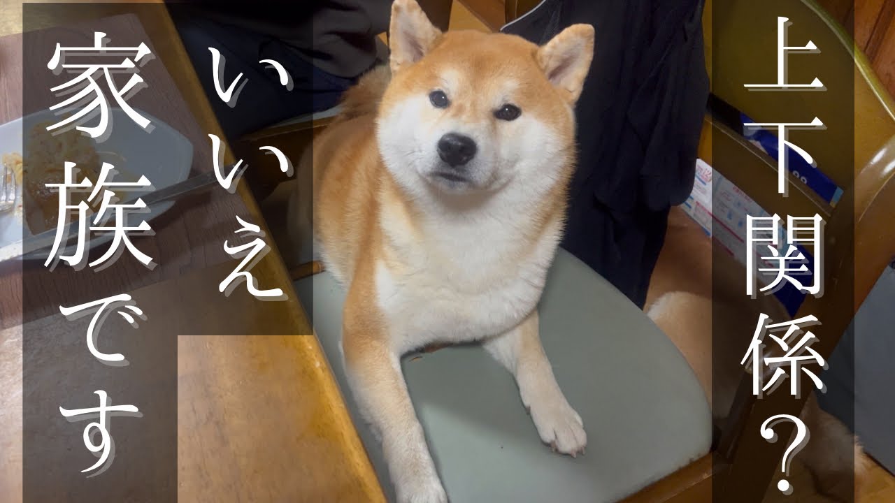 The older Shiba Inu's consideration for his younger sister