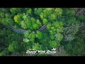 green paths  best  road tree Travel with Drone | 🌍 ලෝකය උඩින් බලමු 🚁