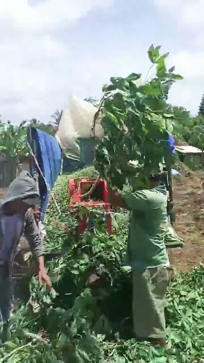 ayo2 lur hub 0857090117229 #pakanrumput #choperrumput #cacahrumput #shortvideo