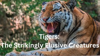 Tigers: The Strikingly Elusive Creatures