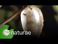 Parasitic Wasps Vs Mantis Eggs - Explore the Wildlife Kingdom