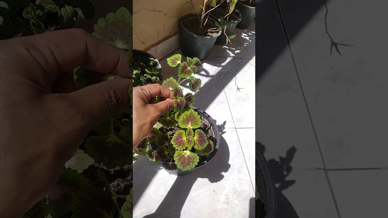 ازاي ازرع نبات السجادة وتتكاثر