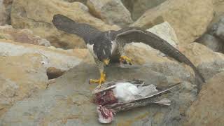 Peregrine Falcon with prey