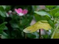 Suy Niệm Lời Chúa, Ngày 13/06/2026, Thứ Bảy tuần X Thường Niên, Trái Tim Vẹn Sạch Đức Maria - Lễ nhớ