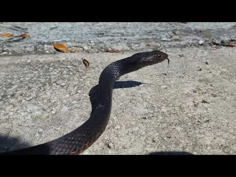 Florida coachwhip