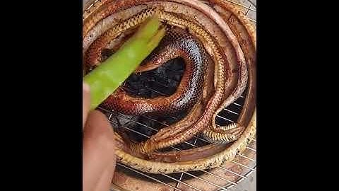 rắn nướng mọi #shorts