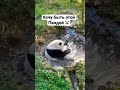 Хочу быть пандой. Милая панда купается